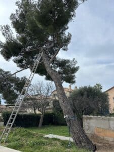 Grand pin penché dans un jardin avec une haute échelle en métal appuyée contre le tronc pour l'élagage.