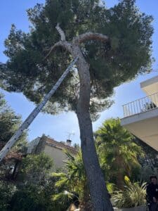 Élagueur équipé au pied d'un grand pin avec une échelle télescopique dans un jardin arboré avec palmiers.