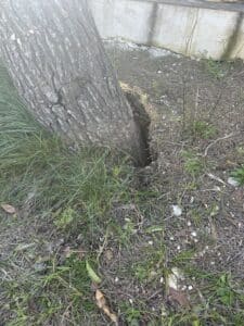 Base d'un tronc d'arbre avec une large fente profonde dans le sol terreux entouré d'herbe et d'épines de pin.