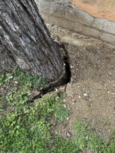 Crevasse profonde dans le sol au pied d'un arbre massif près d'un mur de soutènement.
