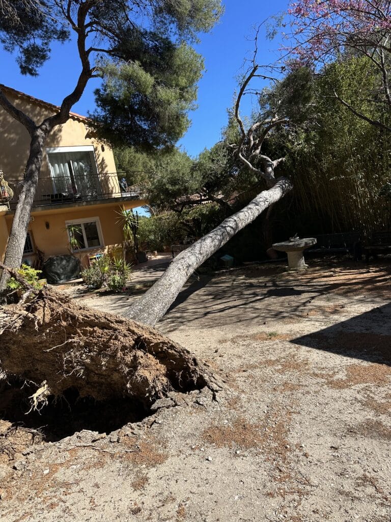 Grand pin déraciné dans un jardin ensoleillé devant une maison jaune, racines à nu sous un ciel bleu.
