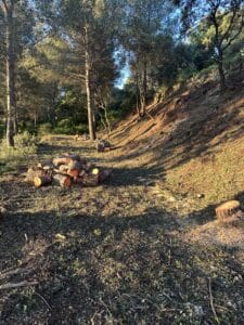 Bûches de bois empilées dans une forêt de pins sous une lumière dorée de fin de journée sur un terrain en pente.