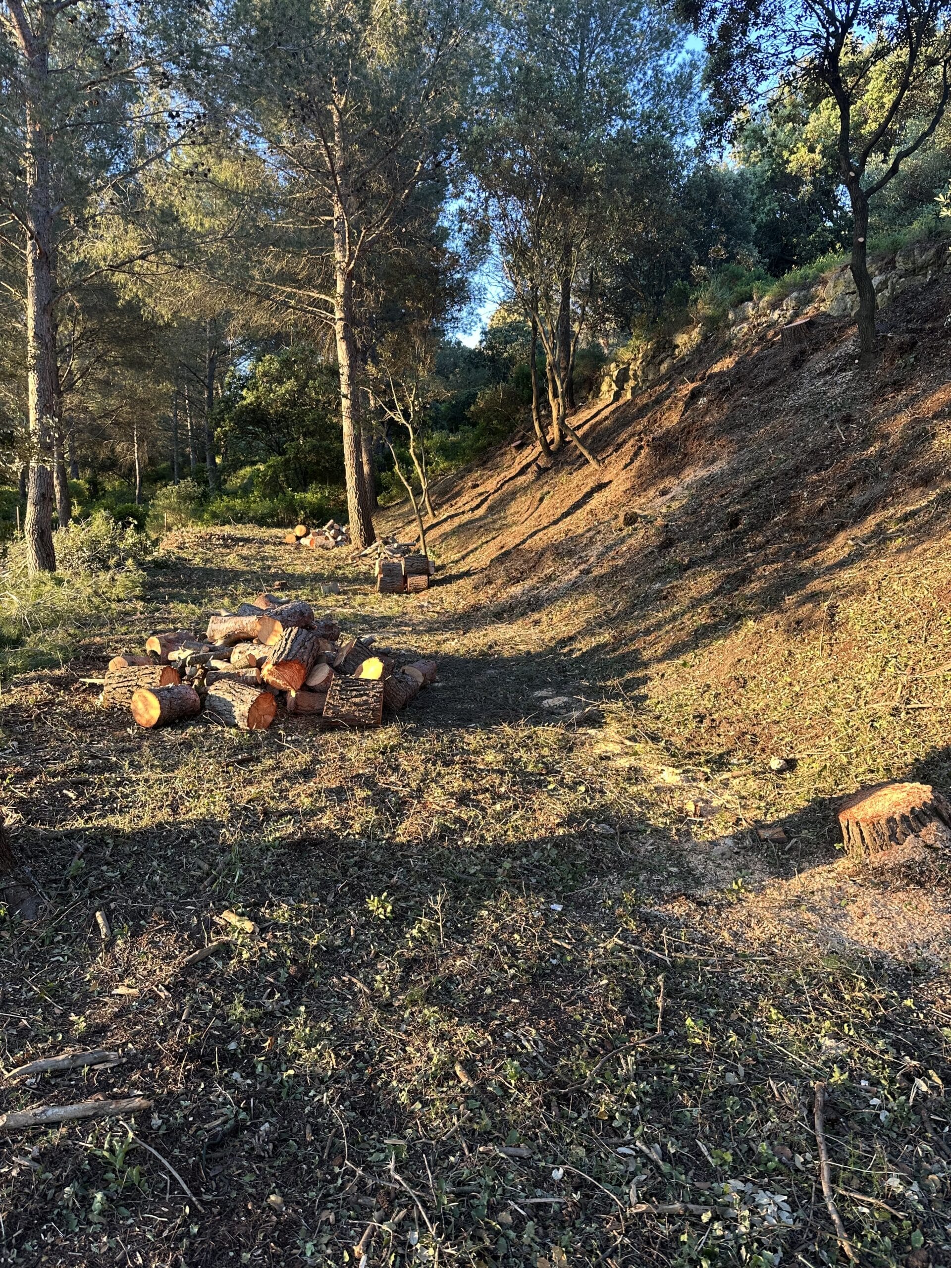 Bûches de bois empilées dans une forêt de pins sous une lumière dorée de fin de journée sur un terrain en pente.