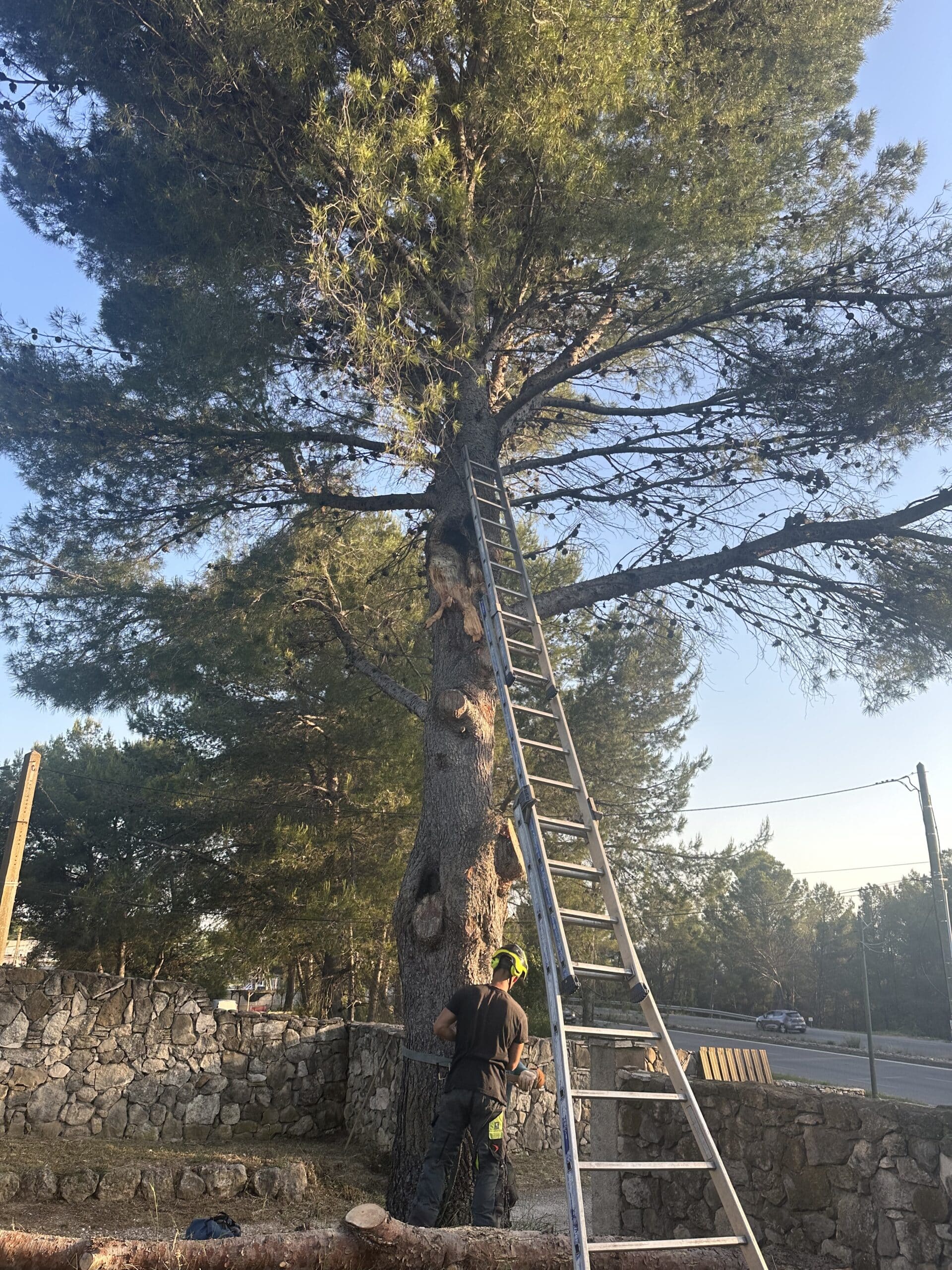 Arboriste élaguant un grand pin avec une échelle haute près d'un muret en pierre sèche.