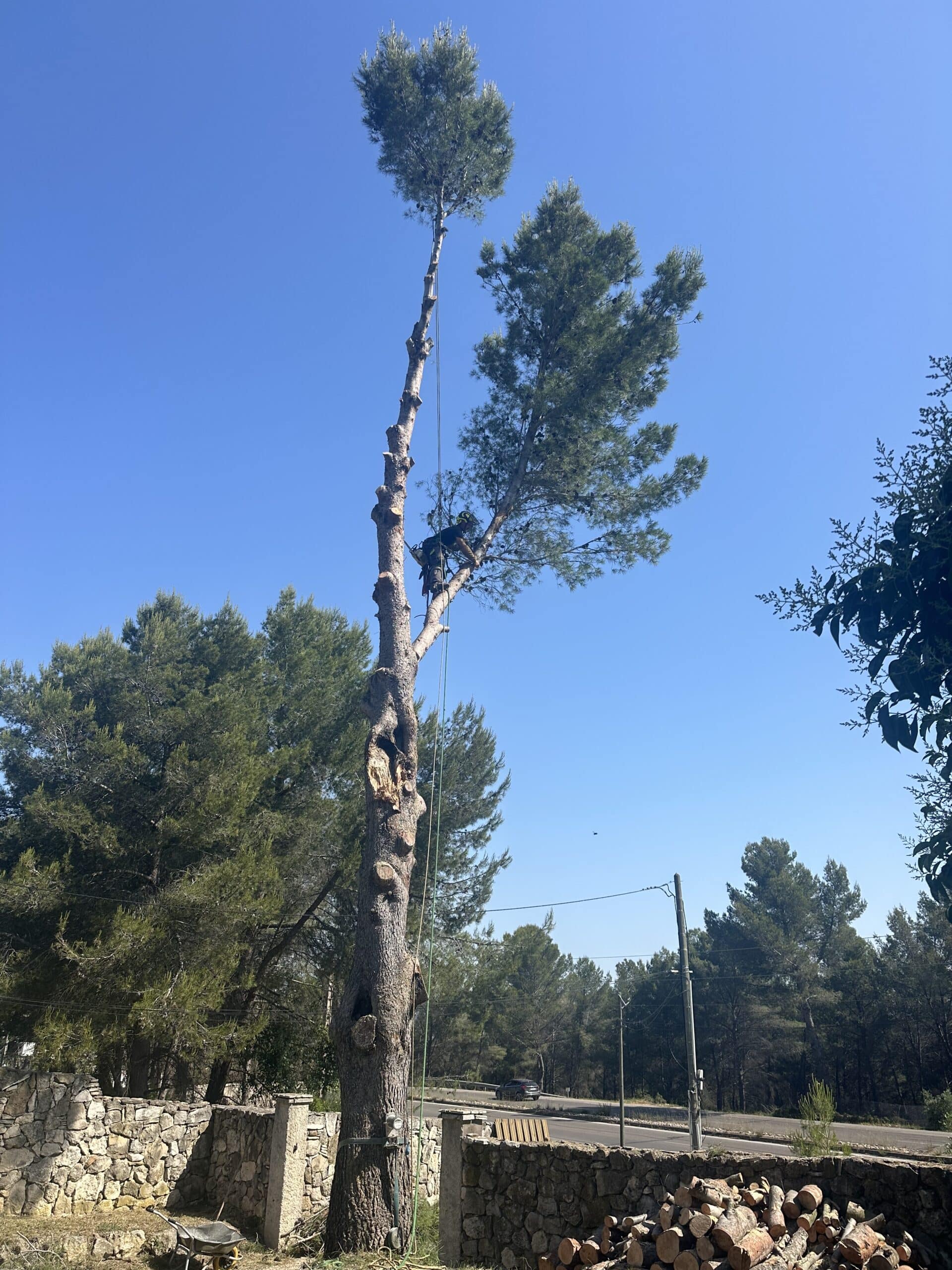 Élagage d'un grand pin par un arboriste grimpeur au-dessus d'un muret en pierre sous un ciel bleu dégagé.