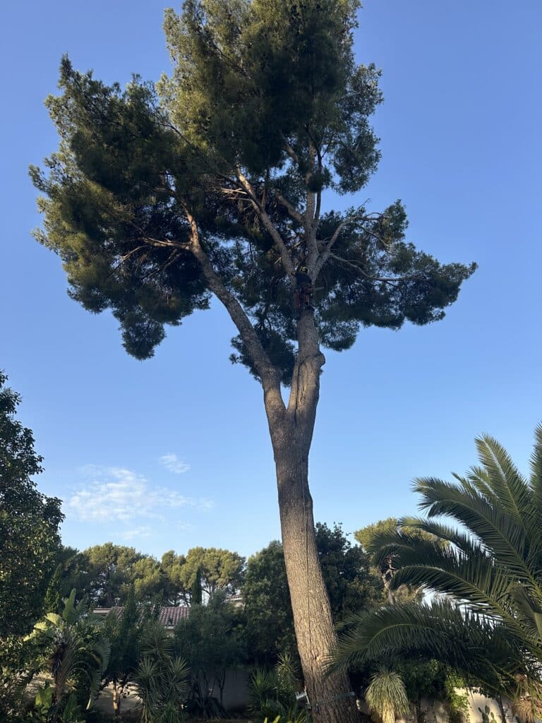 Arboriste élaguant un grand pin par ciel bleu.