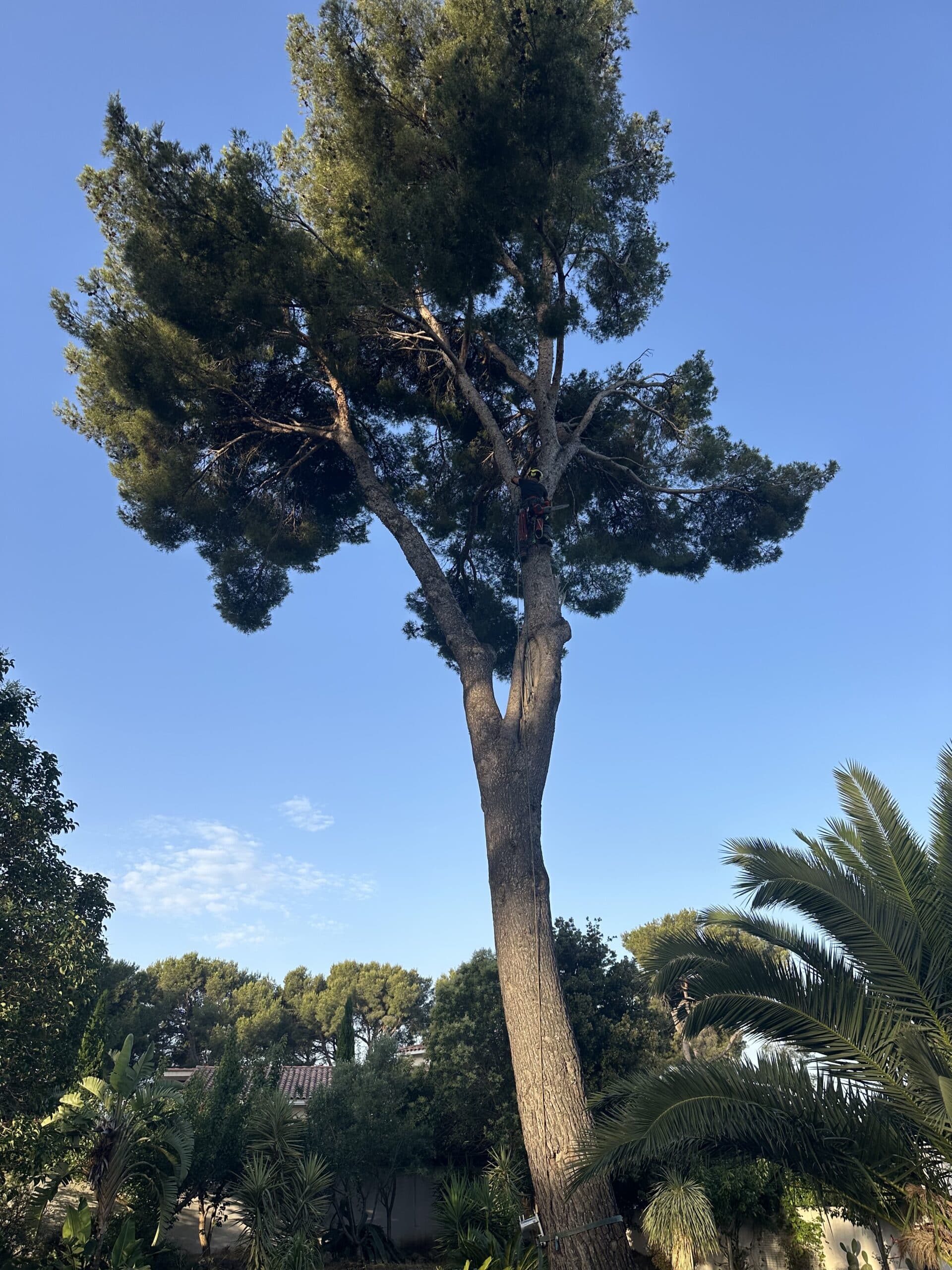 Arboriste élaguant un grand pin par ciel bleu.