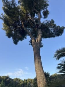 Arboriste élagueur grimpant un grand pin parasol sous un ciel bleu dégagé.