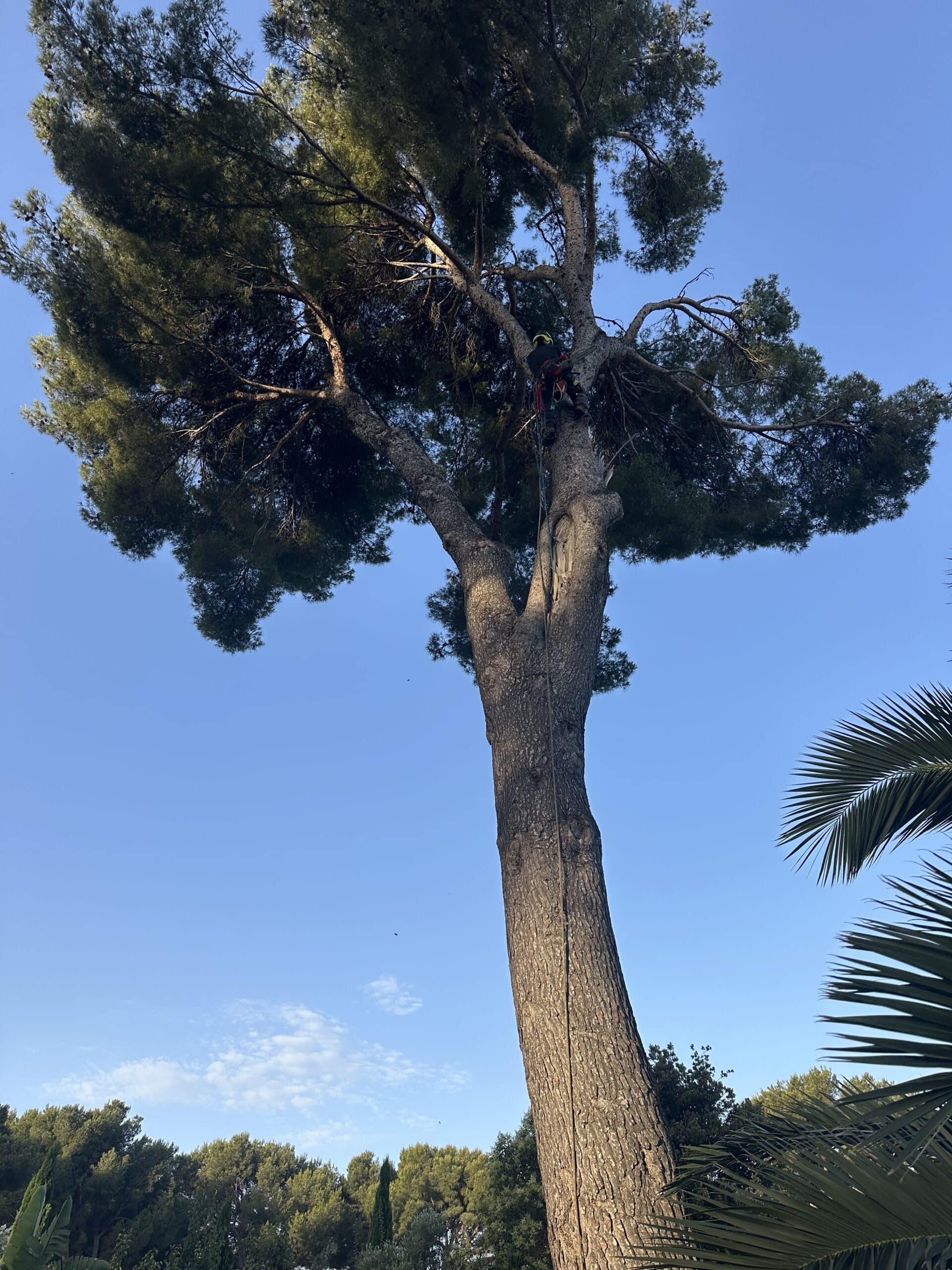 Arboriste élagueur grimpant un grand pin parasol sous un ciel bleu dégagé.