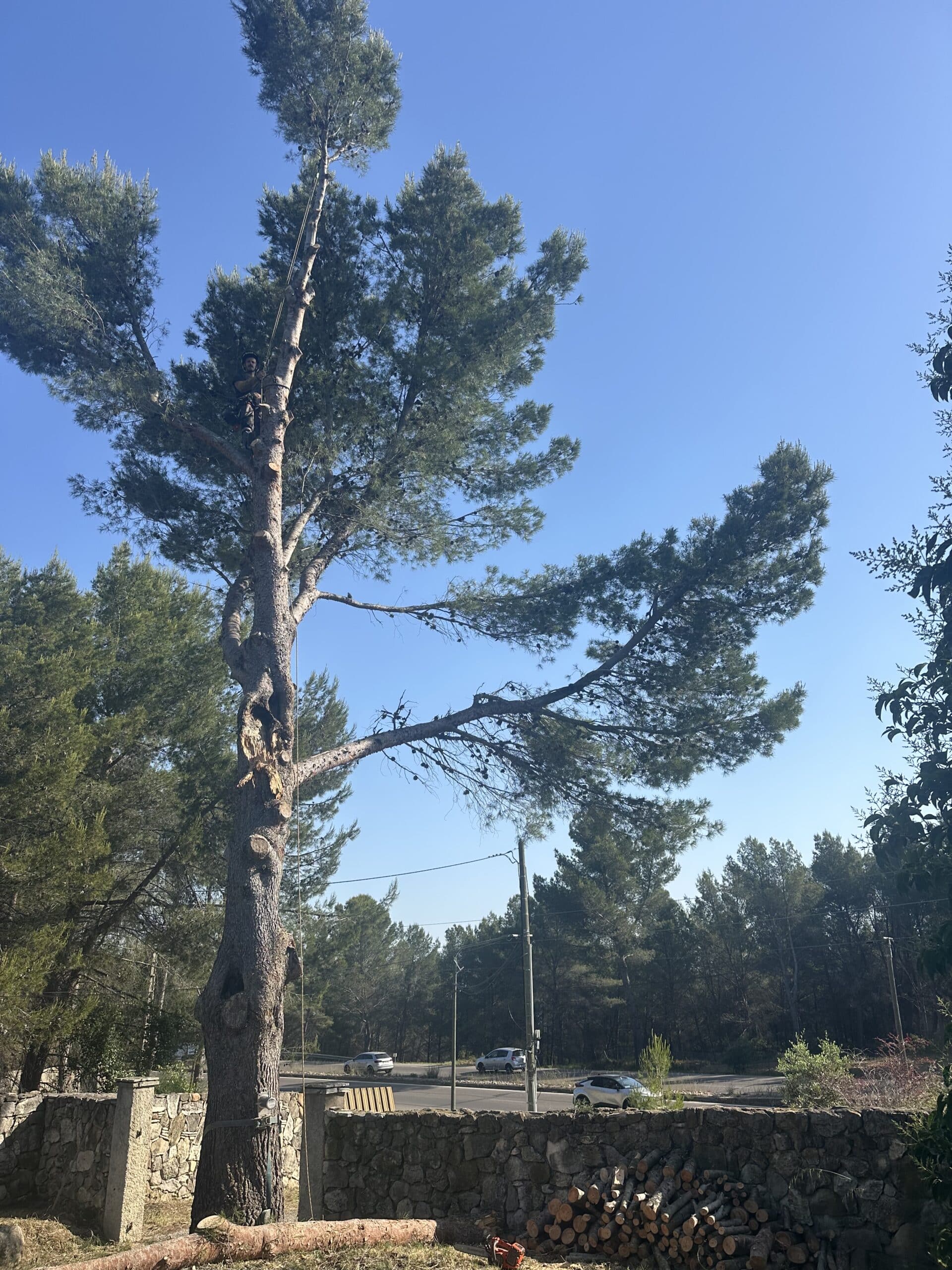 Élagueur grimpant un grand pin pour l'abattage, mur de pierre et bois coupé au pied de l'arbre.