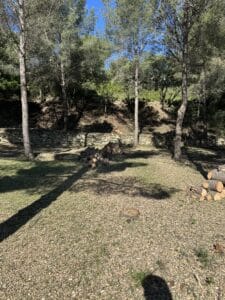 Clairière ensoleillée avec piles de bois coupé, pins, mur de pierre et sol recouvert de copeaux de bois.