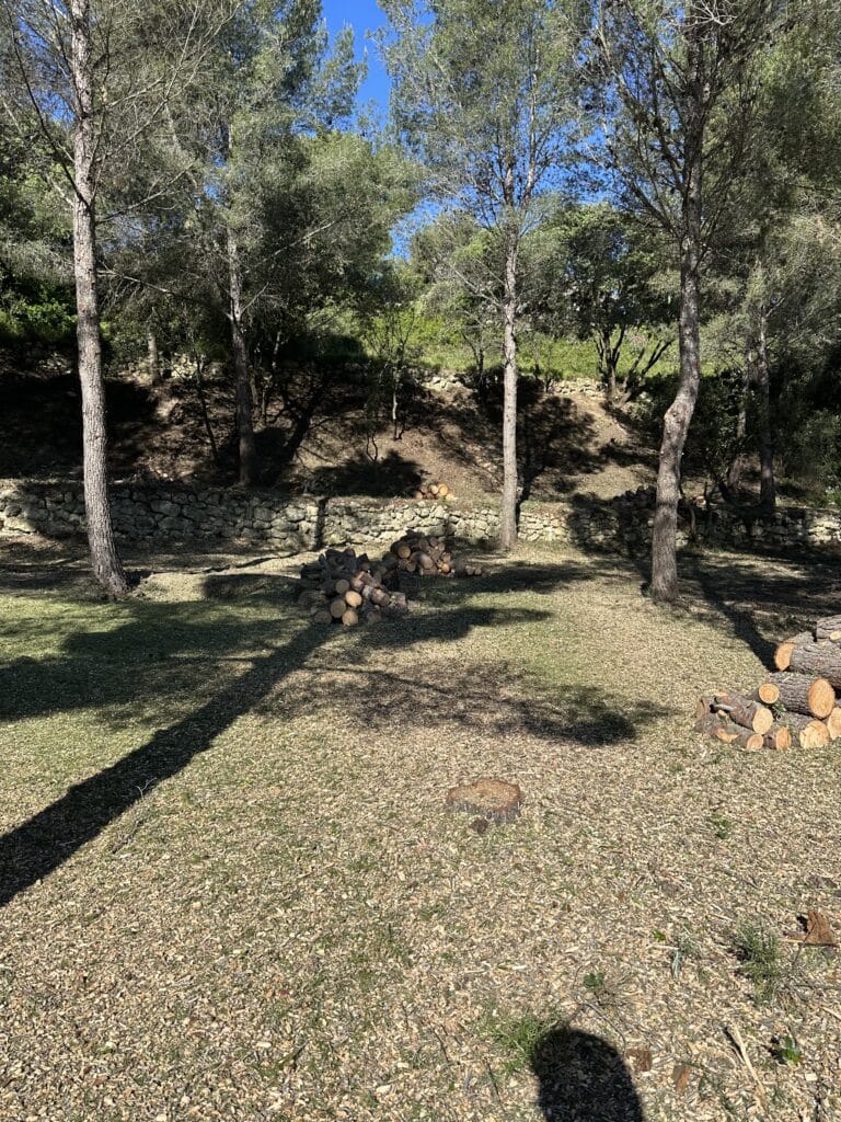 Clairière ensoleillée avec piles de bois coupé, pins, mur de pierre et sol recouvert de copeaux de bois.