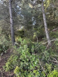 Forêt de pins avec buissons verts denses et sous-bois sauvage sous une lumière naturelle tamisée.