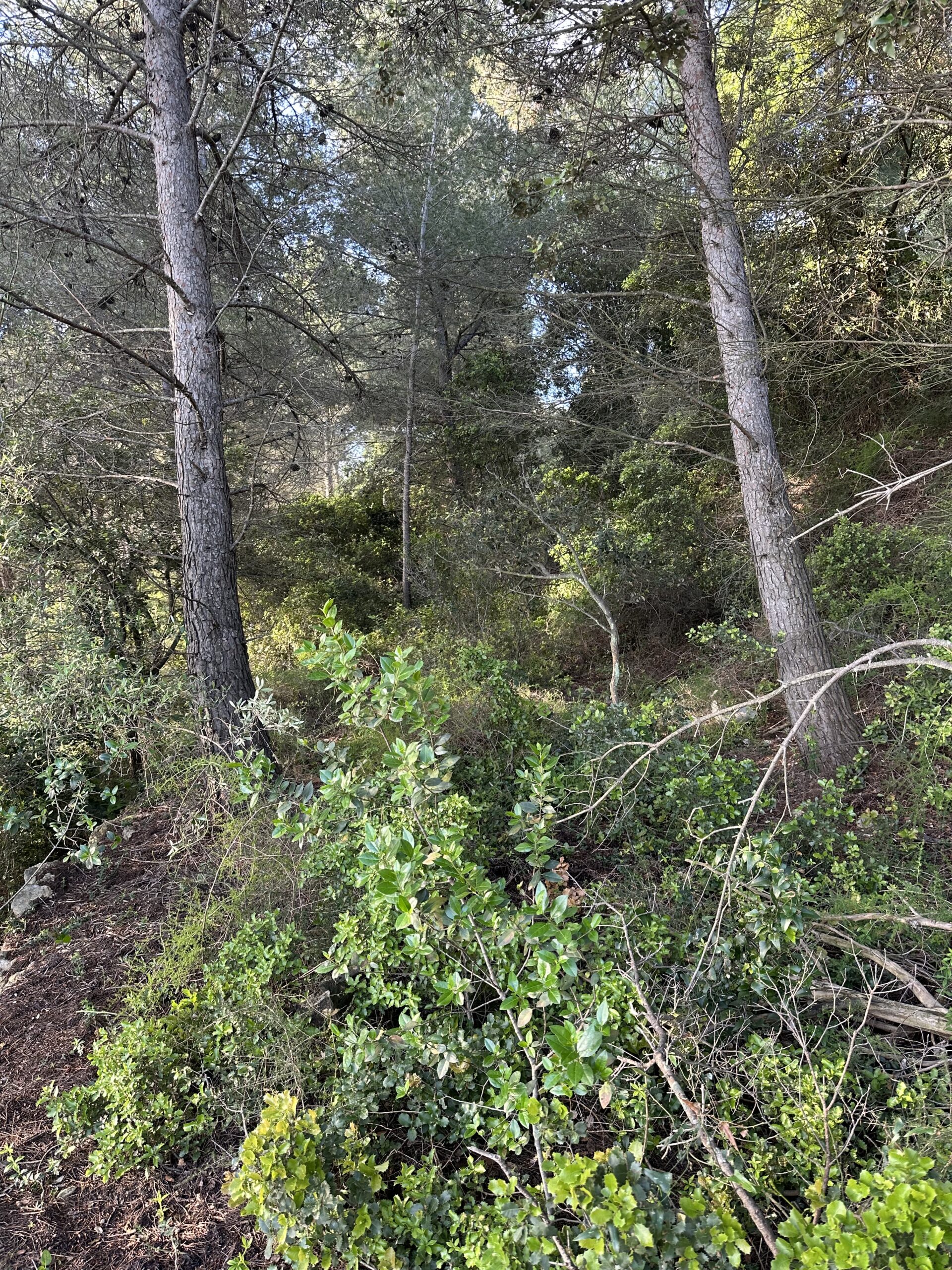 Forêt de pins avec buissons verts denses et sous-bois sauvage sous une lumière naturelle tamisée.