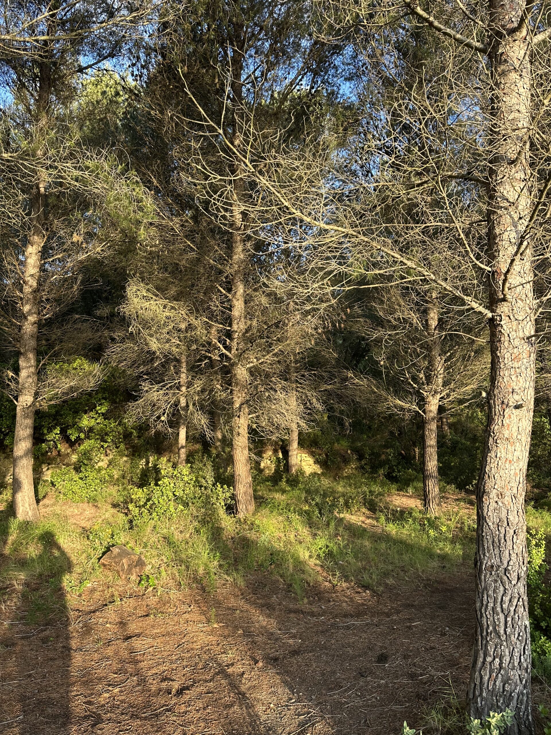 Forêt de pins baignée par la lumière dorée du soleil couchant avec des ombres allongées sur le sol herbeux.