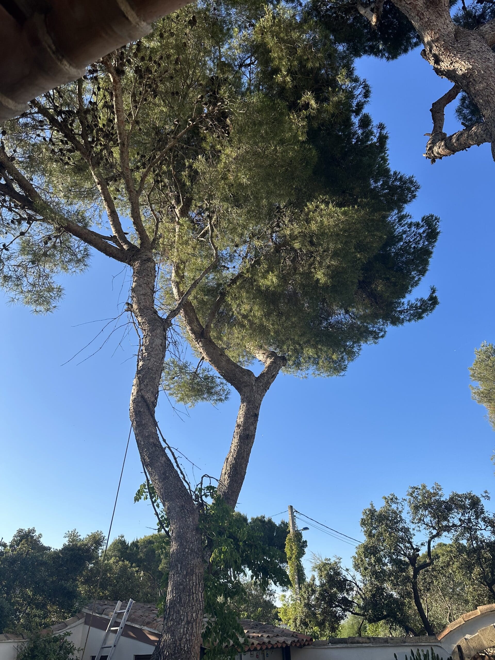 Grand pin parasol au tronc en V sous un ciel bleu avec échelle et toit.
