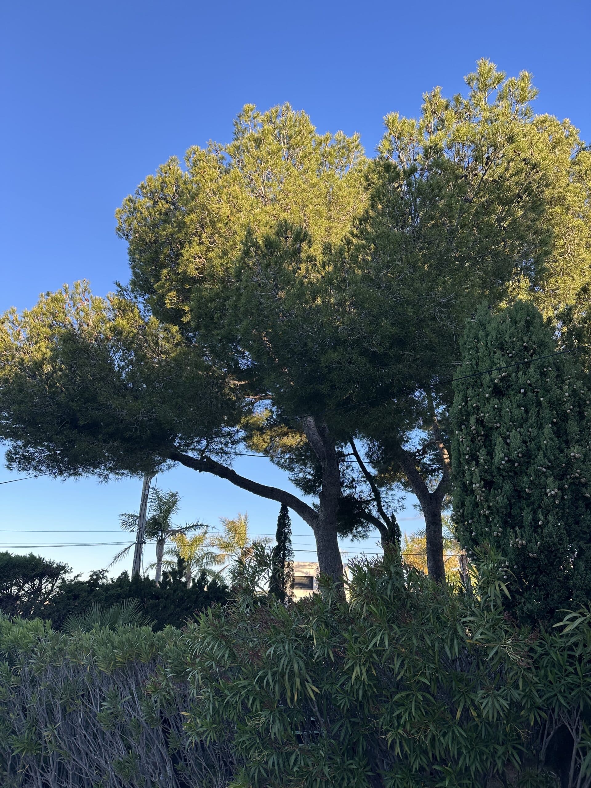 Grand pin parasol et cyprès sous un ciel bleu dégagé avec une haie de lauriers au premier plan.