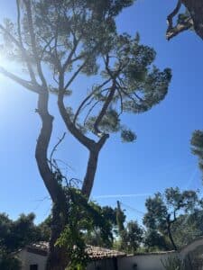 Grand pin parasol sous un ciel bleu éclatant avec soleil radieux et toiture provençale.