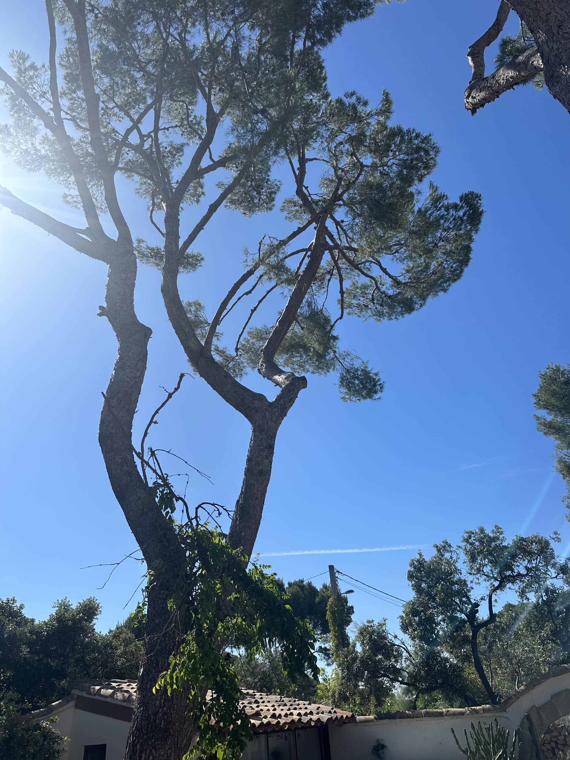 Grand pin parasol sous un ciel bleu éclatant avec soleil radieux et toiture provençale.