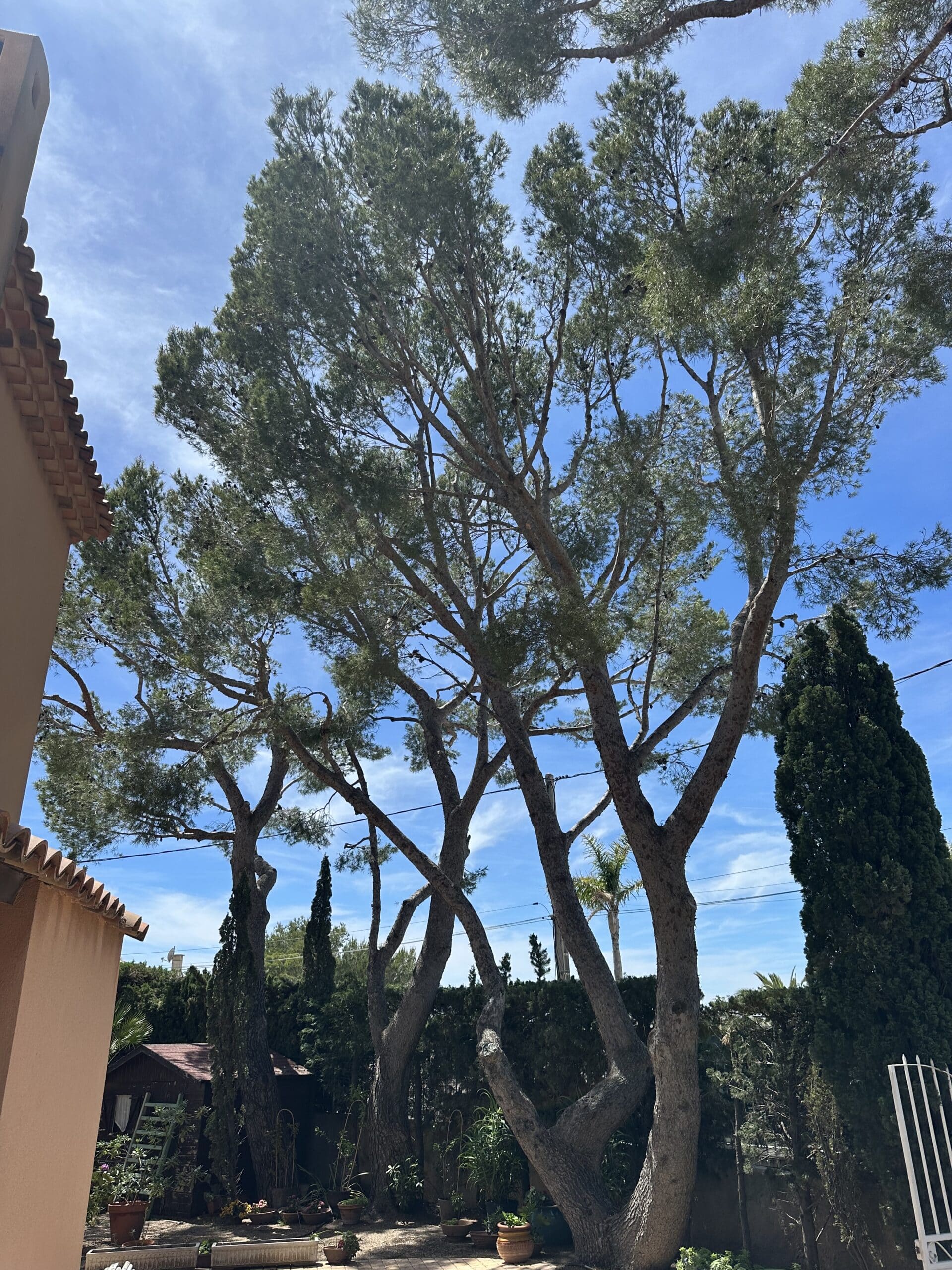 Grands pins d'Alep s'élançant vers un ciel bleu dégagé dans un jardin méditerranéen ensoleillé.