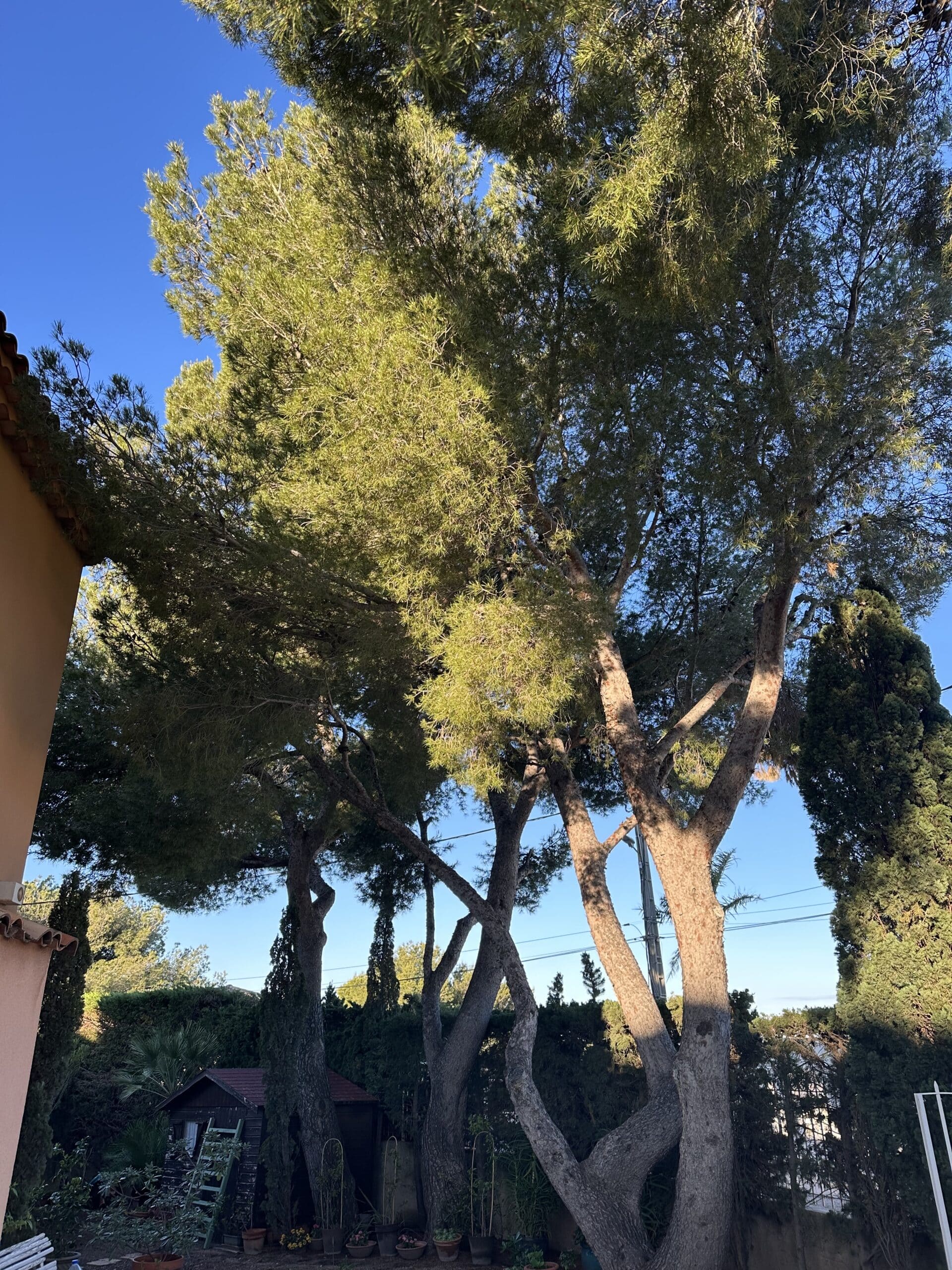 Grands pins ensoleillés dominant un jardin avec un petit cabanon sous un ciel bleu azur limpide.