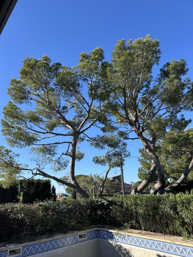 Deux pins méditerranéens majestueux s'élevant derrière une haie et une piscine sous un ciel bleu azur.