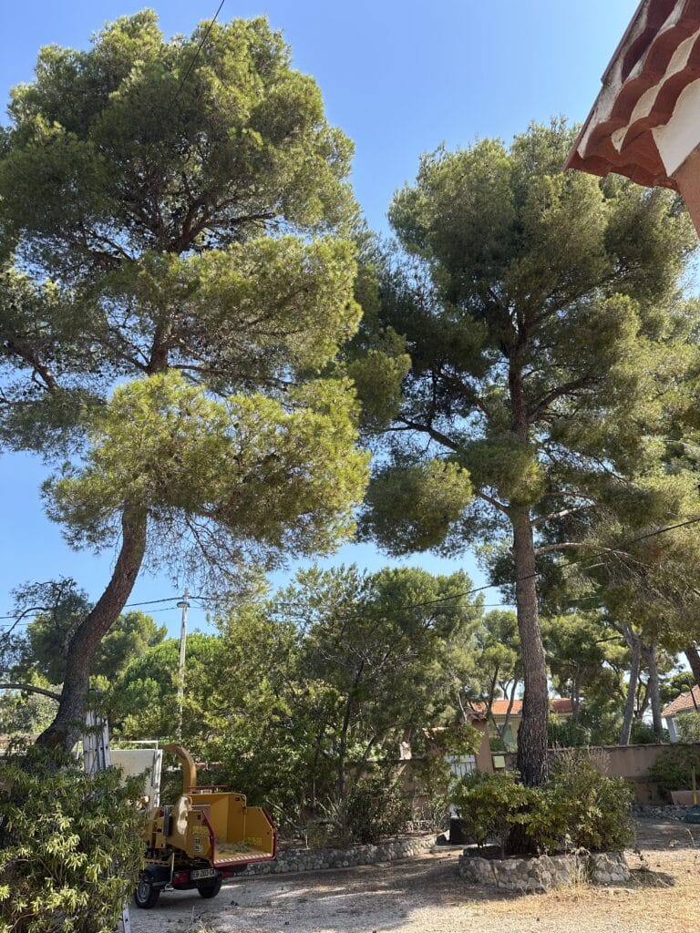 Deux grands pins parasols, broyeur de branches jaune EB-203-CX et ciel bleu dans un jardin.