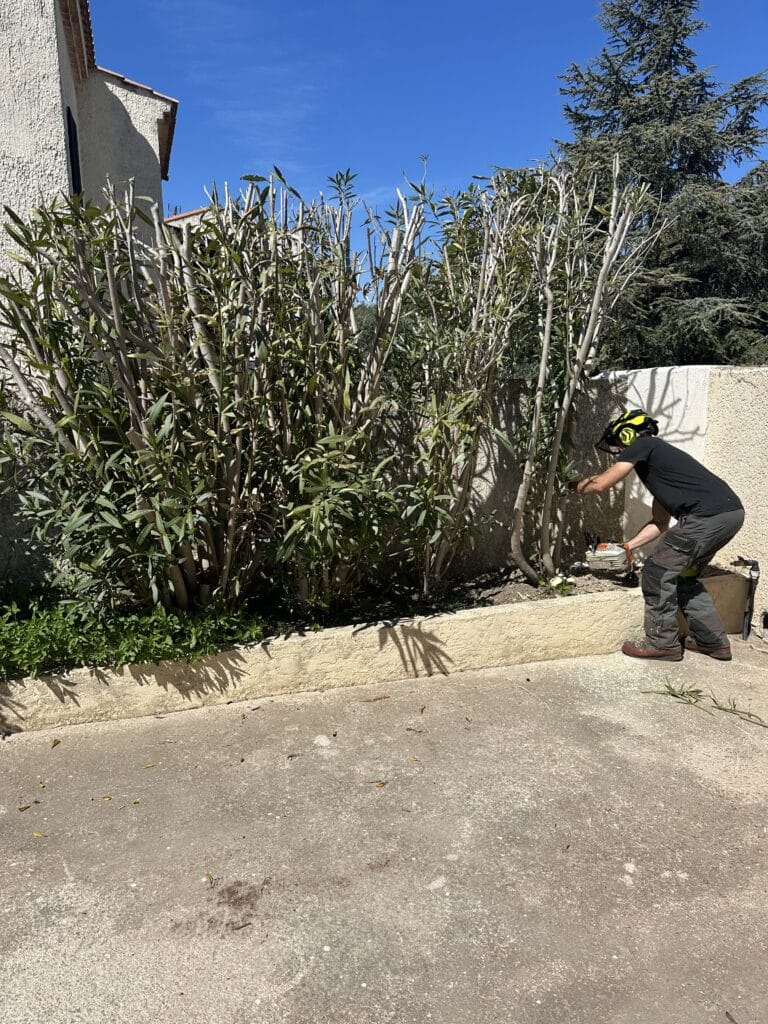 Jardinier taillant des lauriers-roses avec une tronçonneuse dans un jardin.