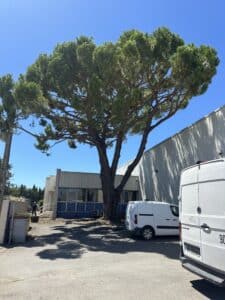 Grand pin parasol devant un bâtiment industriel et fourgon blanc GF-200-BZ.